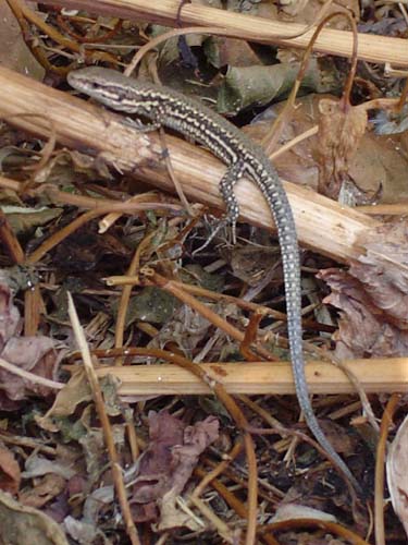 lezard_01.JPG