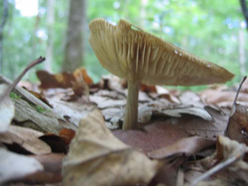 champignon_03.jpg